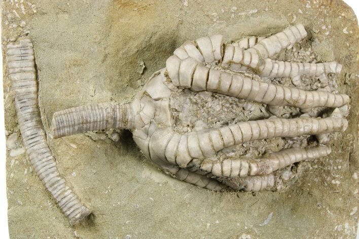 Fossil Crinoid (Barycrinus) - Crawfordsville, Indiana #262487